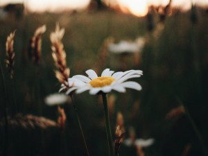 pexels-photo-117498